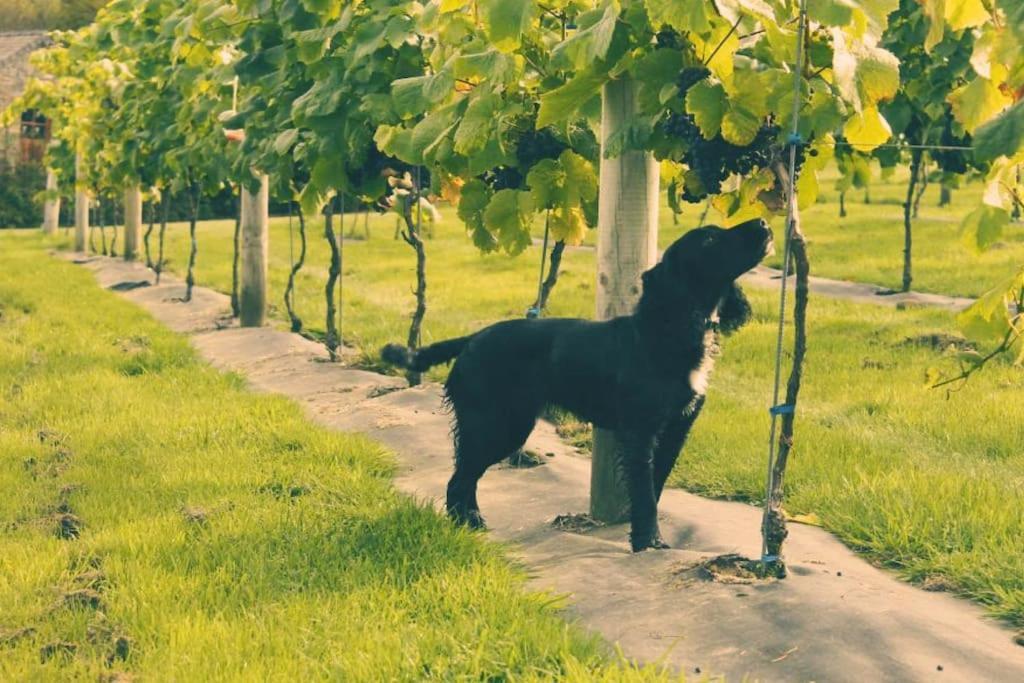 Vineyard Country Cottage Llanerch-Aeron Exteriér fotografie