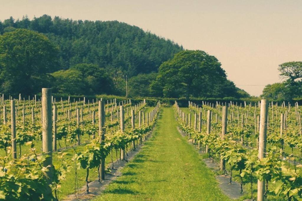Vineyard Country Cottage Llanerch-Aeron Exteriér fotografie